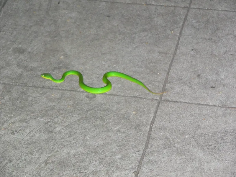 Zelený had na ulici ve městě? To je Green Snake!