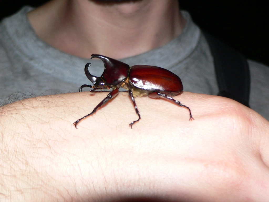 Khao Sok - Velký
brouk