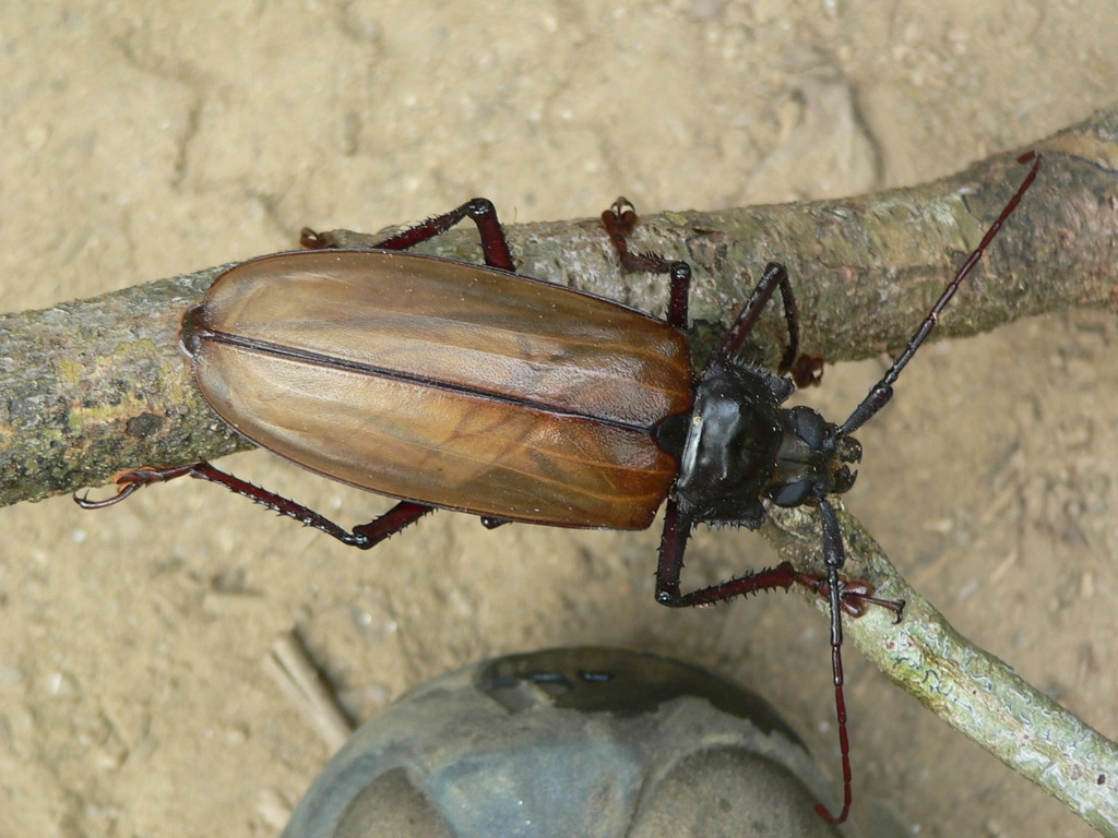 Khao Sok - Hodně velký
brouk