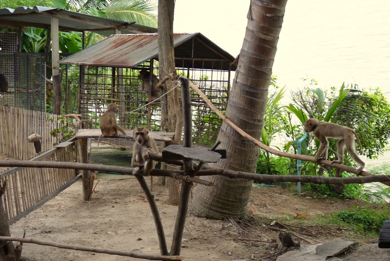 Opičí škola v Kanchanaburi