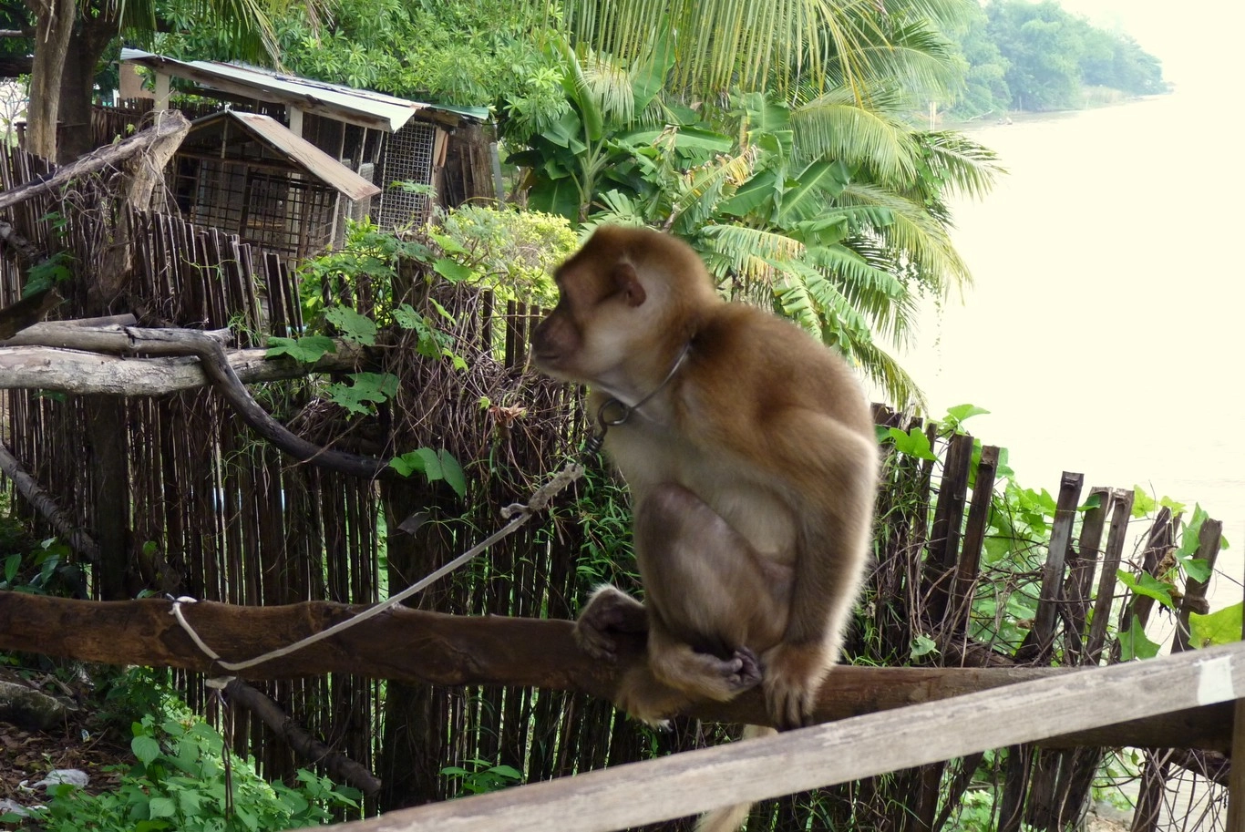 P1000400 Opici Skola Opice Thajsko
2010