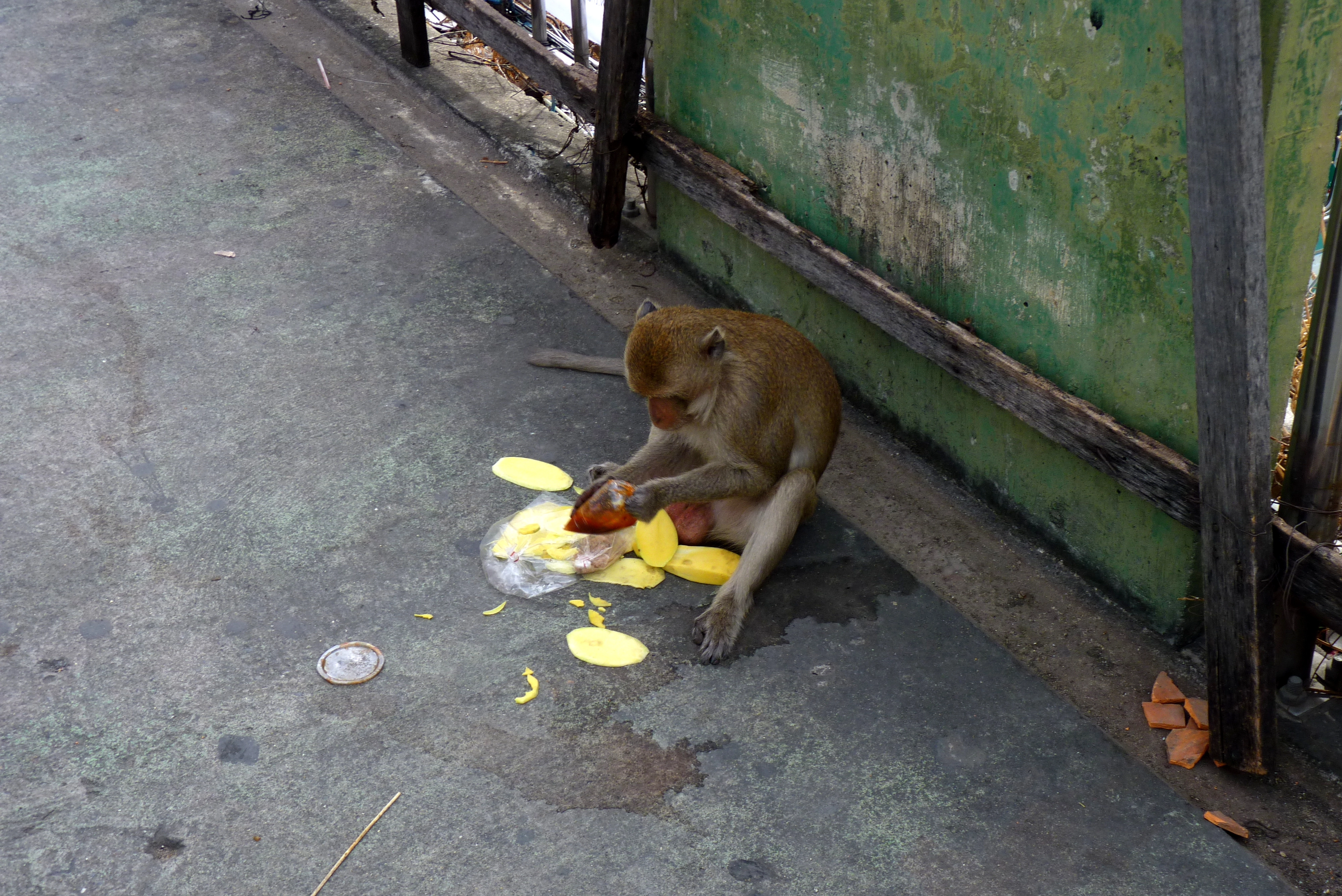 Opice a papája. Makak si poradí i s igelitovým
obalem