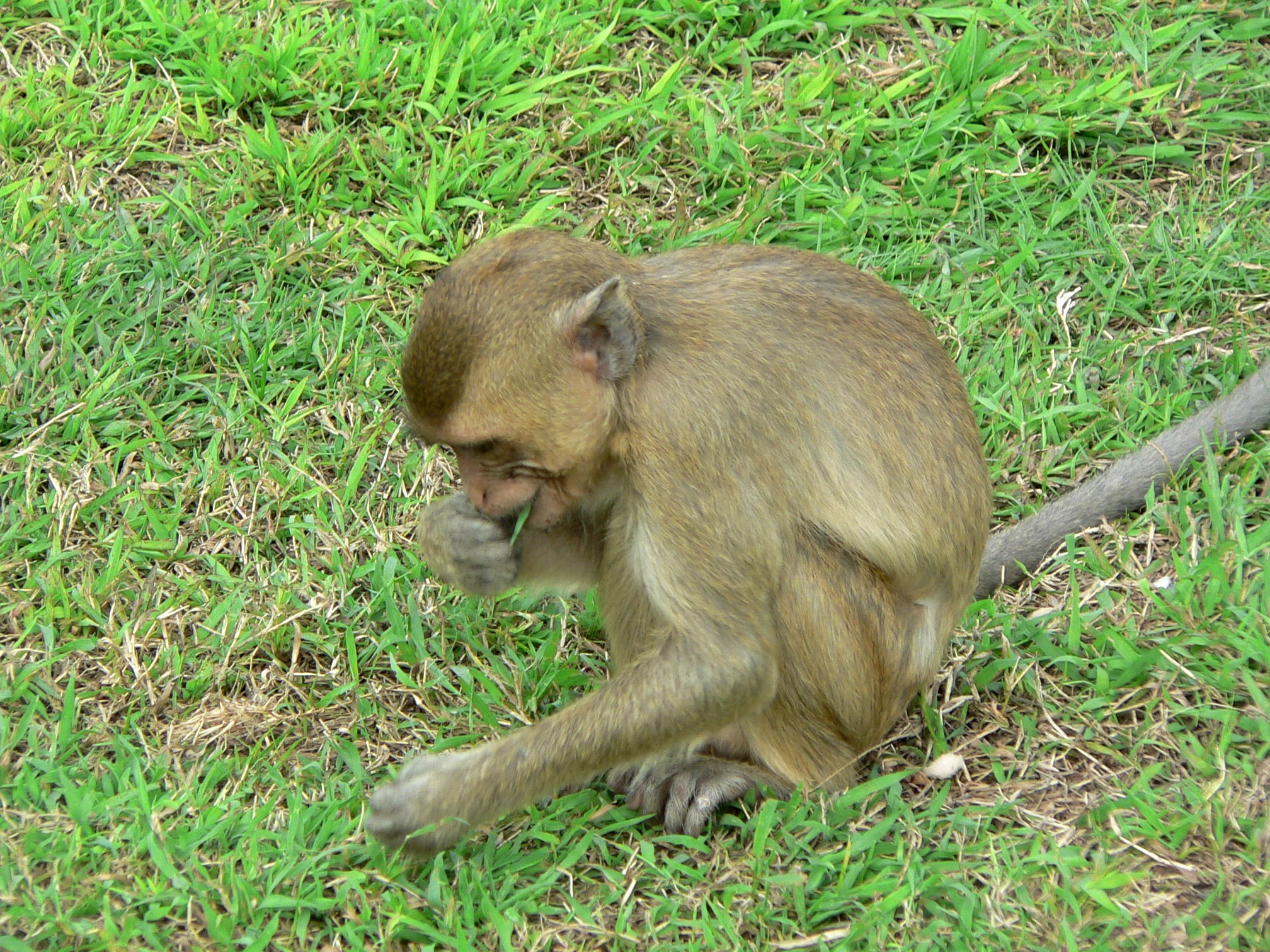 Makak Jávský (Macaca Fascicularis)