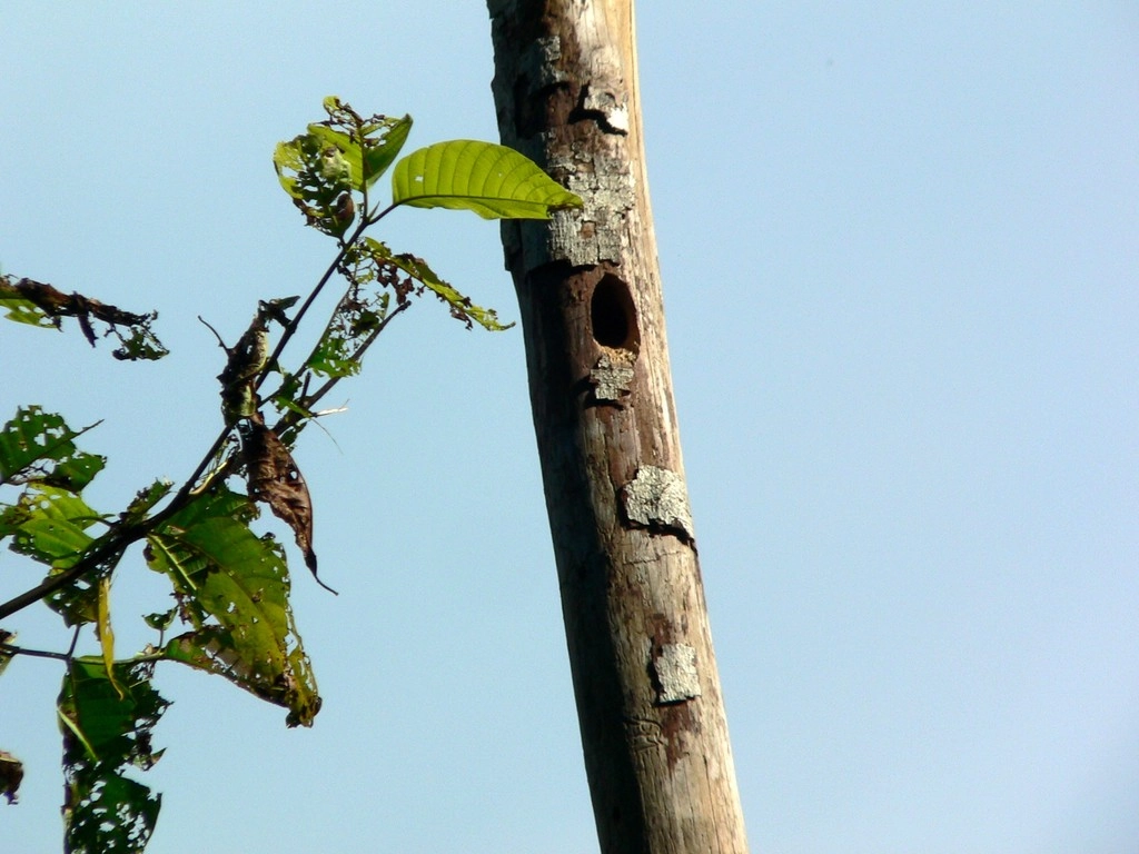 Khao Sok 2005 - kdo tam asi
bydlí?