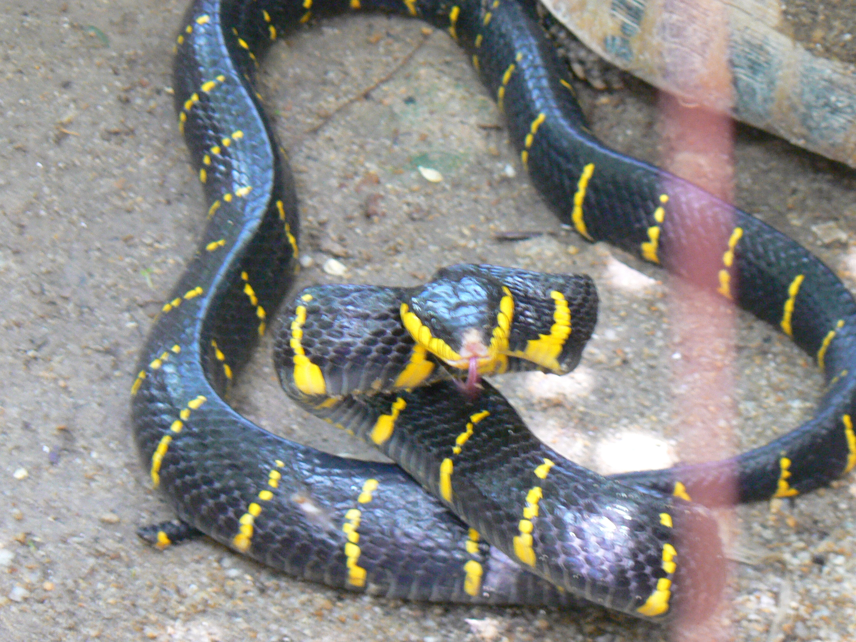 🐍 Útok žluto-černého mangrovníkového hada (video)